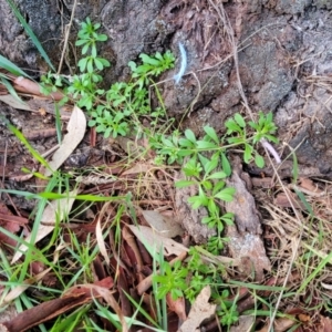 Galium aparine at Fraser, ACT - 18 Aug 2023