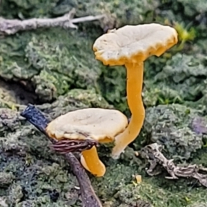 Lichenomphalia chromacea at O'Connor, ACT - 18 Aug 2023