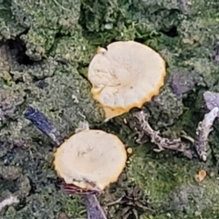 Lichenomphalia chromacea at O'Connor, ACT - 18 Aug 2023