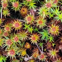 Polytrichaceae sp. (family) at Banksia Street Wetland Corridor - 18 Aug 2023 by trevorpreston
