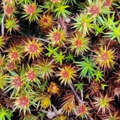 Polytrichaceae sp. (family) (A moss) at Banksia Street Wetland Corridor - 18 Aug 2023 by trevorpreston