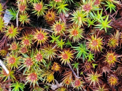 Polytrichaceae sp. (family) (A moss) at Banksia Street Wetland Corridor - 18 Aug 2023 by trevorpreston