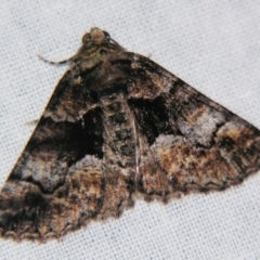 Gastrina cristaria (Wave-lined Geometrid) at Sheldon, QLD - 20 Jul 2007 by PJH123