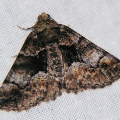 Gastrina cristaria (Wave-lined Geometrid) at Sheldon, QLD - 20 Jul 2007 by PJH123