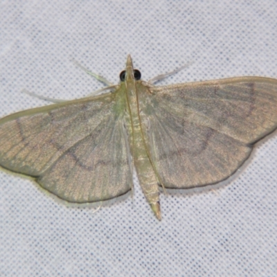 Lamprophaia ablactalis (A Crambid moth) at Sheldon, QLD - 20 Jul 2007 by PJH123