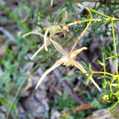 Clematis leptophylla (Small-leaf Clematis, Old Man's Beard) at Banksia Street Wetland Corridor - 18 Aug 2023 by trevorpreston