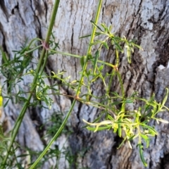 Clematis leptophylla at O'Connor, ACT - 18 Aug 2023 03:58 PM