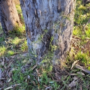 Clematis leptophylla at O'Connor, ACT - 18 Aug 2023