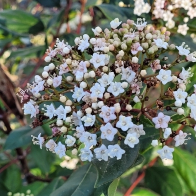 Viburnum tinus (Laurustinus) at O'Connor, ACT - 18 Aug 2023 by trevorpreston