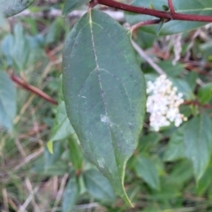 Viburnum tinus at O'Connor, ACT - 18 Aug 2023