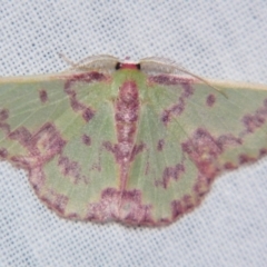 Prasinocyma rhodocosma (Northern Emerald) at Sheldon, QLD - 20 Jul 2007 by PJH123