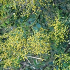 Unidentified Wattle at O'Connor, ACT - 18 Aug 2023 by trevorpreston