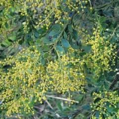 Acacia sp. at Banksia Street Wetland Corridor - 18 Aug 2023 by trevorpreston