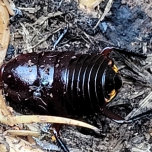 Platyzosteria similis at O'Connor, ACT - 18 Aug 2023