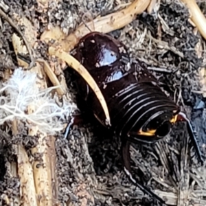 Platyzosteria similis at O'Connor, ACT - 18 Aug 2023