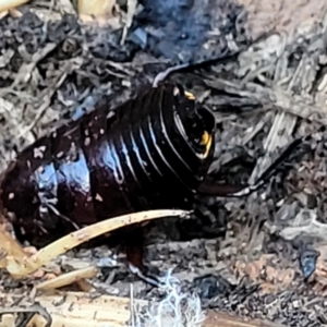 Platyzosteria similis at O'Connor, ACT - 18 Aug 2023