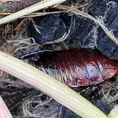 Platyzosteria similis (Red-legged litter runner) at Banksia Street Wetland Corridor - 18 Aug 2023 by trevorpreston