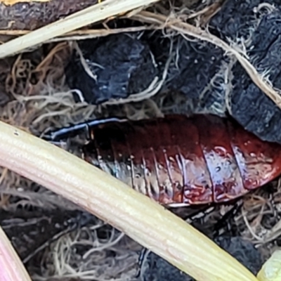 Platyzosteria similis (Red-legged litter runner) at O'Connor, ACT - 18 Aug 2023 by trevorpreston