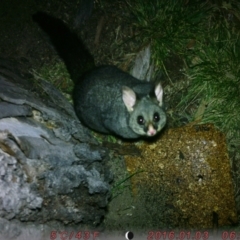 Trichosurus vulpecula (Common Brushtail Possum) at Acton, ACT - 6 Aug 2023 by mickeythrossell