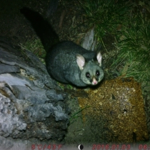 Trichosurus vulpecula at Acton, ACT - 6 Aug 2023