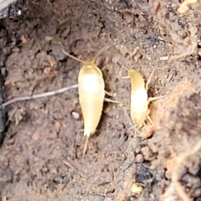 Atelurinae (subfamily) (A native silverfish) at Banksia Street Wetland Corridor - 18 Aug 2023 by trevorpreston