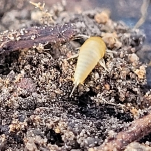 Atelurinae (subfamily) at O'Connor, ACT - 18 Aug 2023