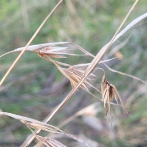 Themeda triandra at O'Connor, ACT - 18 Aug 2023