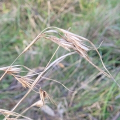 Themeda triandra at O'Connor, ACT - 18 Aug 2023