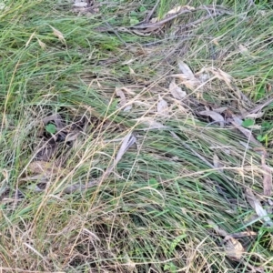 Themeda triandra at O'Connor, ACT - 18 Aug 2023