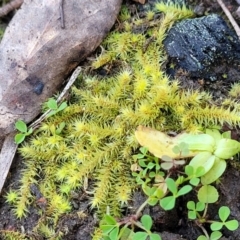 Triquetrella (A trailing moss) at Banksia Street Wetland Corridor - 18 Aug 2023 by trevorpreston