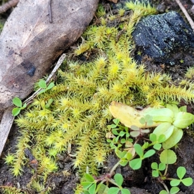 Triquetrella (A trailing moss) at Banksia Street Wetland Corridor - 18 Aug 2023 by trevorpreston