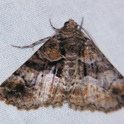 Gastrina cristaria (Wave-lined Geometrid) at Sheldon, QLD - 21 Jul 2007 by PJH123