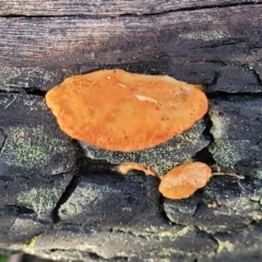 Trametes coccinea (Scarlet Bracket) at Banksia Street Wetland Corridor - 18 Aug 2023 by trevorpreston