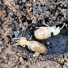 Unverified Termite (superfamily Termitoidea) at O'Connor, ACT - 18 Aug 2023 by trevorpreston