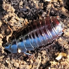 Panesthia australis at O'Connor, ACT - 18 Aug 2023 03:40 PM