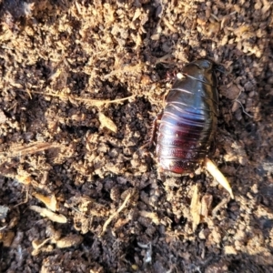 Panesthia australis at O'Connor, ACT - 18 Aug 2023 03:40 PM