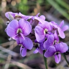 Hovea heterophylla (Common Hovea) at Banksia Street Wetland Corridor - 18 Aug 2023 by trevorpreston