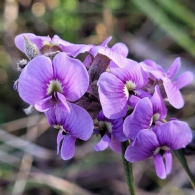 Hovea heterophylla (Common Hovea) at Banksia Street Wetland Corridor - 18 Aug 2023 by trevorpreston