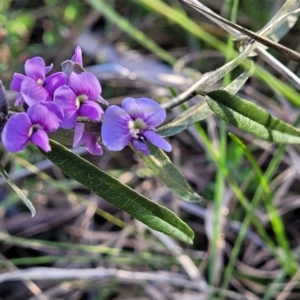 Hovea heterophylla at O'Connor, ACT - 18 Aug 2023 03:39 PM