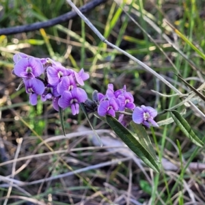 Hovea heterophylla at O'Connor, ACT - 18 Aug 2023