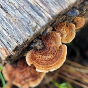 Xylobolus illudens at O'Connor, ACT - 18 Aug 2023