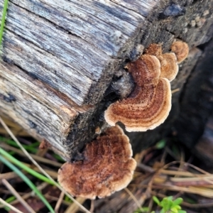 Xylobolus illudens at O'Connor, ACT - 18 Aug 2023 03:39 PM