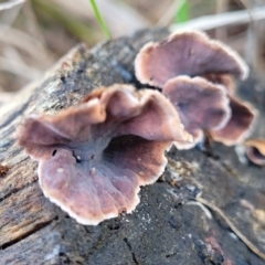 Xylobolus illudens at O'Connor, ACT - 18 Aug 2023