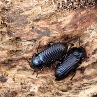 Meneristes australis (Darking beetle) at Banksia Street Wetland Corridor - 18 Aug 2023 by trevorpreston