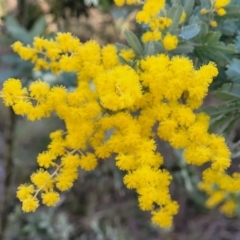 Acacia baileyana (Cootamundra Wattle, Golden Mimosa) at O'Connor, ACT - 18 Aug 2023 by trevorpreston