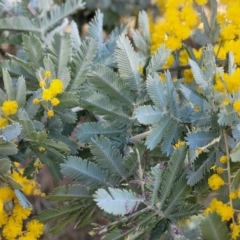 Acacia baileyana at O'Connor, ACT - 18 Aug 2023 03:38 PM