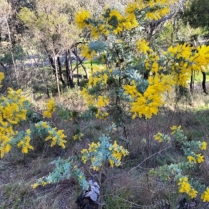 Acacia baileyana at O'Connor, ACT - 18 Aug 2023