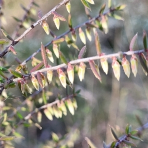 Leucopogon fletcheri subsp. brevisepalus at O'Connor, ACT - 18 Aug 2023