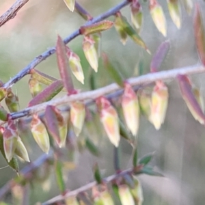 Styphelia fletcheri subsp. brevisepala at O'Connor, ACT - 18 Aug 2023