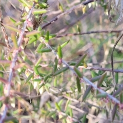 Styphelia fletcheri subsp. brevisepala at O'Connor, ACT - 18 Aug 2023